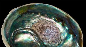 Гелиотис: описание камня и его свойства